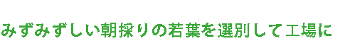 みずみずしい朝採りの若葉を選別して工場に