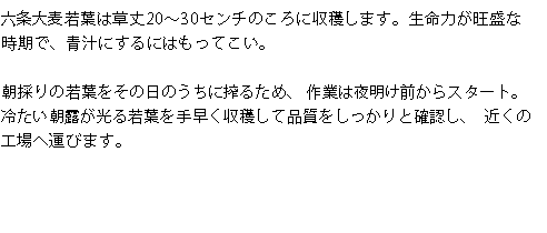 六条大麦若葉は草丈20～30センチのころに収穫します。生命力が旺盛な時期で、青汁にするにはもってこい朝採りの若葉をその日のうちに搾るため、作業は夜明け前からスタート。冷たい朝露が光る若葉を手早く収穫して品質をしっかりと確認し、近くの工場へ運びます。