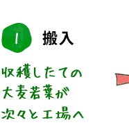 1. 搬入 収穫したての大麦若葉が次々と工場へ