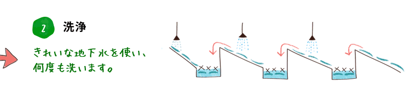 2. 洗浄 きれいな地下水を使い、何度も洗います。