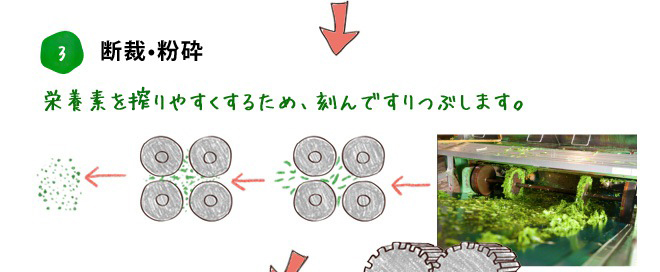 3. 裁断・粉砕 栄養素を絞りやすくするために、刻んですりつぶします。