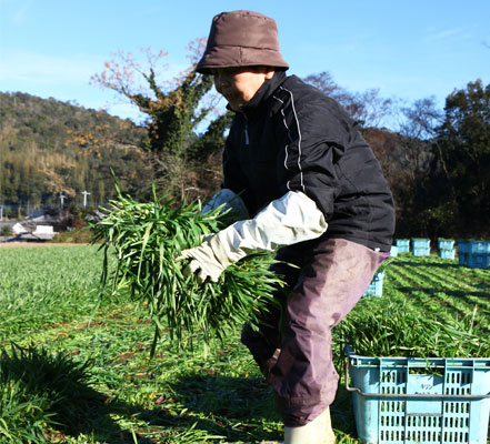 農薬・化学肥料は一切不使用