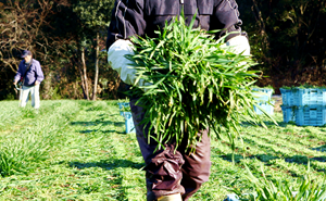 なぜこの六条大麦若葉でなければならないのか