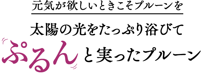 元気が欲しいときこそプルーンを太陽の光をたっぷり浴びてぷるんと実ったプルーン