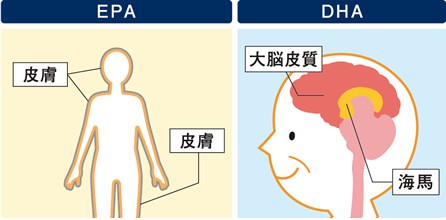 DHA・EPAって何？