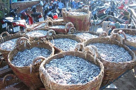 伝統の魚醤「ヌックマム」を求めて、ベトナムへ