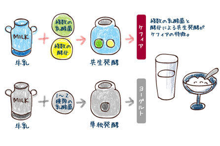 善玉菌の働きを助けるケフィア