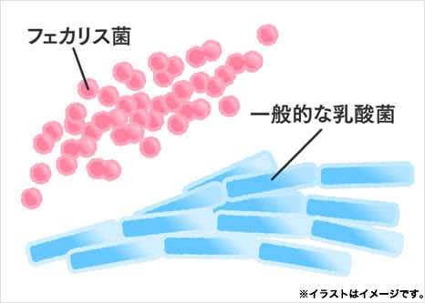 球状で、一般的な乳酸菌の約1/5サイズのフェカリス菌。たくさんの菌を効率よく摂取できる。