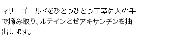 マリーゴールドをひとつひとつ丁寧に人の手で摘み取り、ルテインを抽出します。