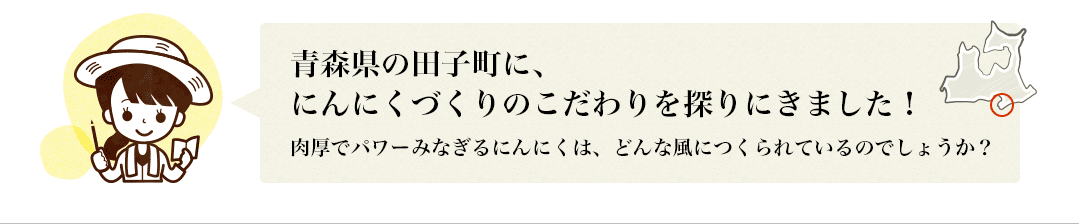 青森県の田子町に、にんにくづくりのこだわりを探りにきました！肉厚でパワーみなぎるにんにくは、どんな風につくられているのでしょうか？？