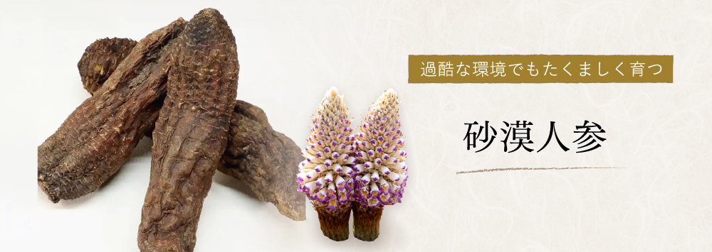 過酷な環境でもたくましく育つ 砂漠人参