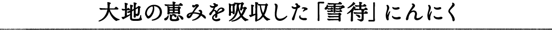 大地の恵みを吸収した「雪待」にんにく