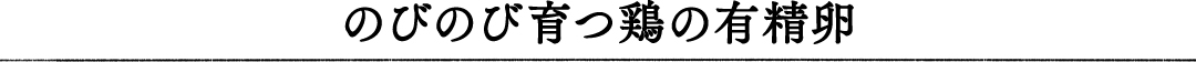 のびのび育つ鶏の有精卵