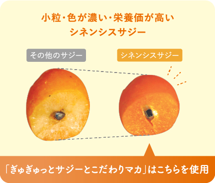 シネンシスサジーはその他のサジーに比べ小粒で色が濃く栄養価が高い ぎゅぎゅっとサジーとこだわりマカはシネンシスサジーを使用