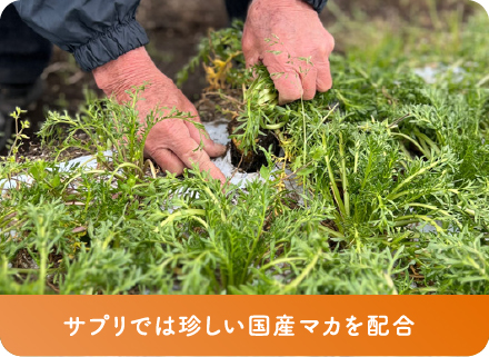 サプリでは珍しい国産マカを配合