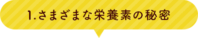 1.さまざまな栄養素の秘密