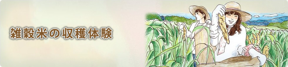 雑穀米の収穫体験