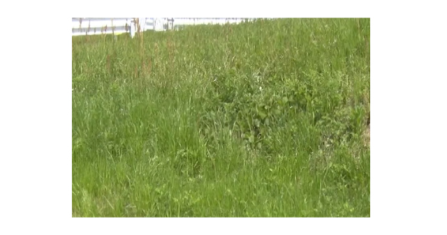 伸び放題の雑草にうんざり・・