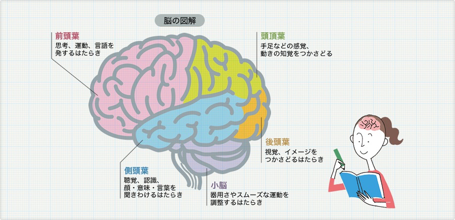 脳の図解