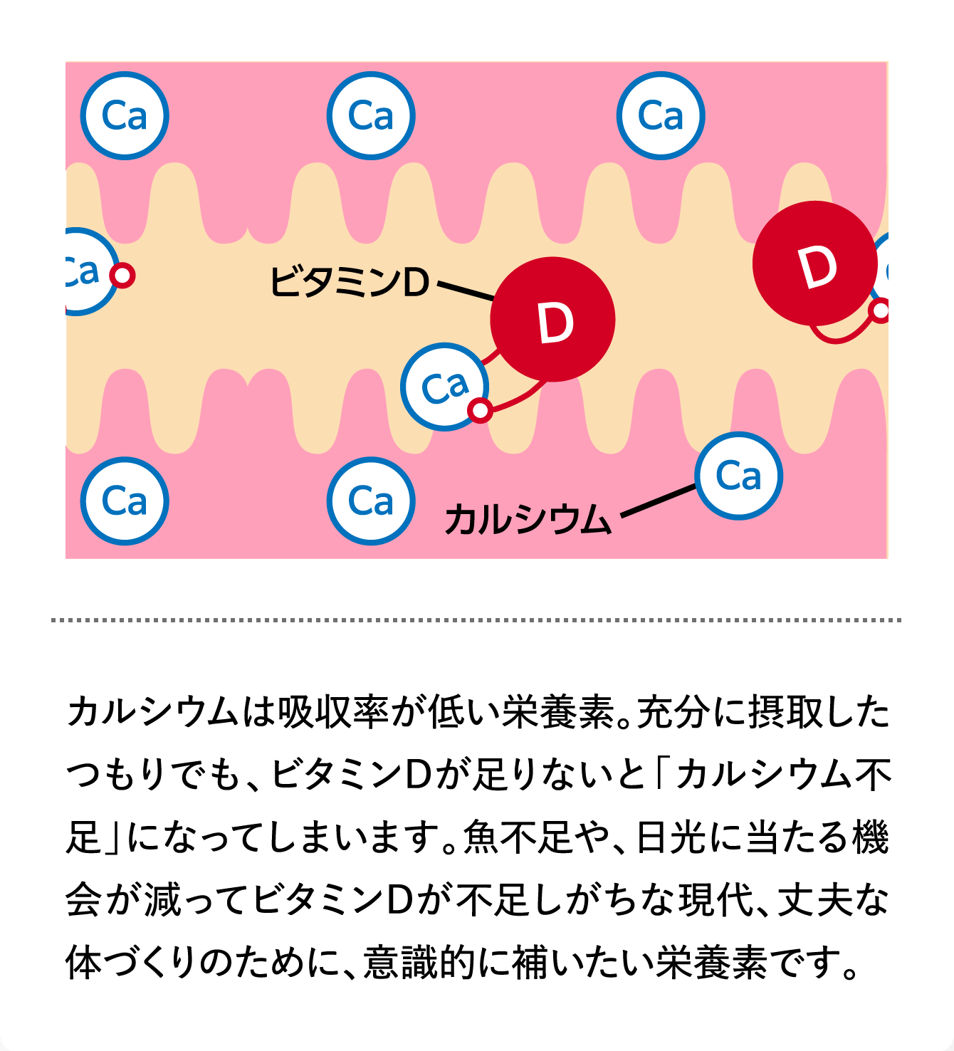 カルシウムは吸収率が低い栄養素。充分に摂取したつもりでも、ビタミンDが足りないと「カルシウム不足」になってしまいます。魚不足や、日光に当たる機会が減ってビタミンDが不足しがちな現代、丈夫な体づくりのために、意識的に補いたい栄養素です。