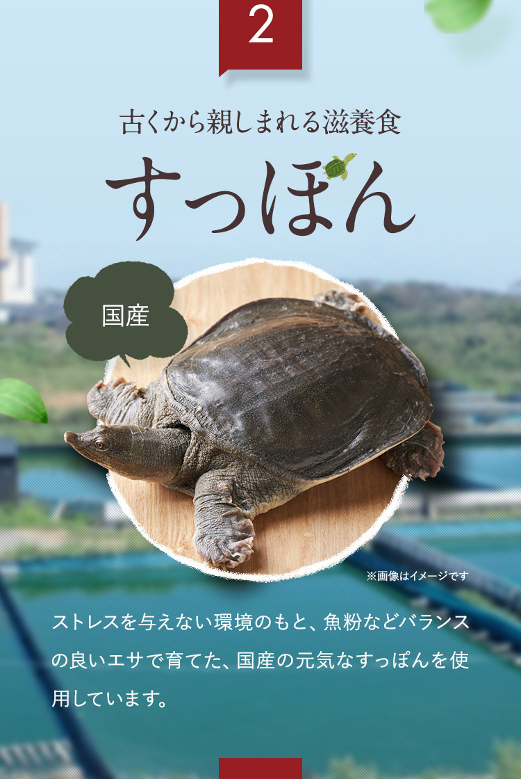 2 古くから親しまれる滋養食 国産 すっぽん