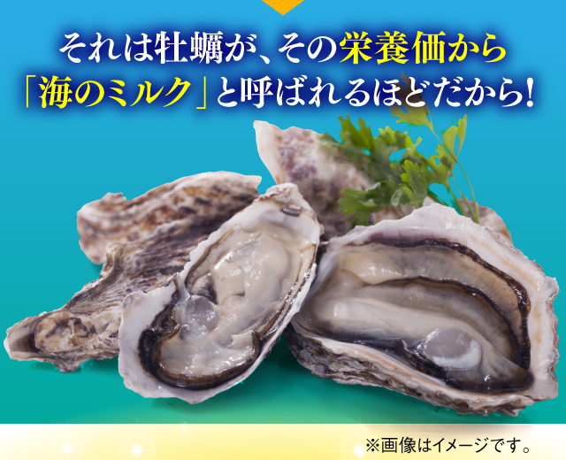 それは牡蠣が、その栄養価から「海のミルク」と呼ばれるほどだから！[亜鉛などミネラル][ビタミンB1、B2などビタミン]※画像はイメージです。