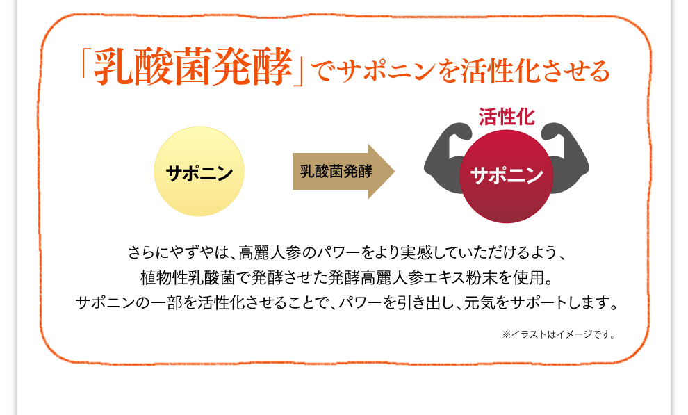 「乳酸菌発酵」でサポニンを活性化させる 乳酸菌発酵 活性化 さらにやずやは、高麗人参のパワーをより実感していただけるよう、植物性乳酸菌で発酵させた発酵高麗人参エキス粉末を使用。サポニンの一部を活性化させることで、パワーを引き出し、元気をサポートします。※イラストはイメージです。