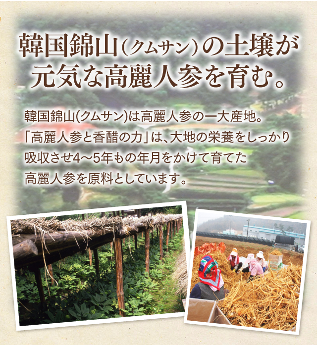 韓国錦山（クムサン）の土壌が元気な高麗人参を育む。韓国錦山(クムサン)は高麗人参の一大産地。「高麗人参と香醋の力」は、大地の栄養をしっかり吸収させ5年もの年月をかけて育てた高麗人参を原料としています。