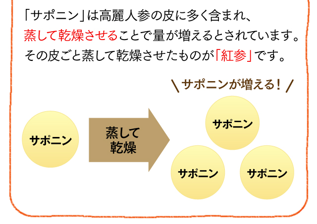 「サポニン」は高麗人参の皮に多く含まれ、蒸して乾燥させることで量が増えるとされています。その皮ごと蒸して乾燥させたものが「紅参」です。蒸して乾燥 サポニンが増える！
