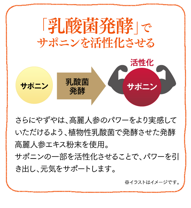「乳酸菌発酵」でサポニンを活性化させる 乳酸菌発酵 活性化 さらにやずやは、高麗人参のパワーをより実感していただけるよう、植物性乳酸菌で発酵させた発酵高麗人参エキス粉末を使用。サポニンの一部を活性化させることで、パワーを引き出し、元気をサポートします。※イラストはイメージです。