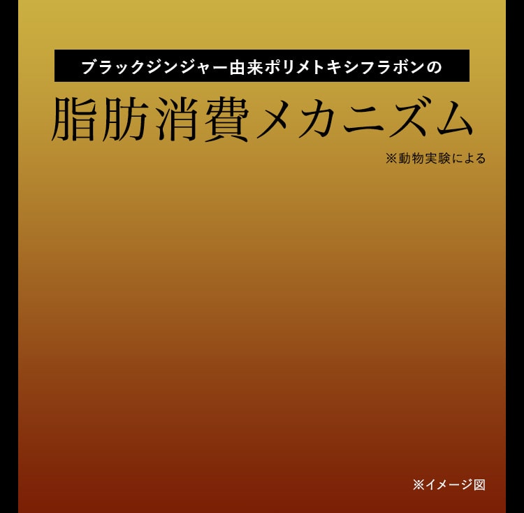 脂肪消費メカニズム