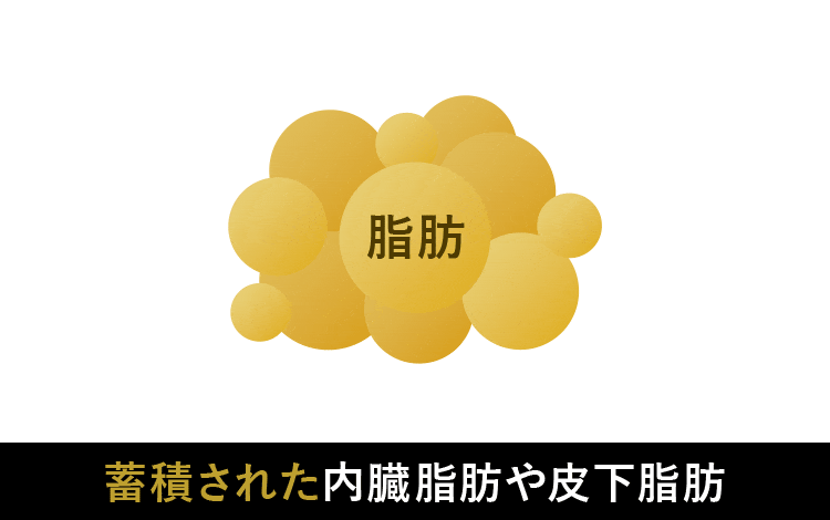 脂肪を分解するリパ－ゼが活性化