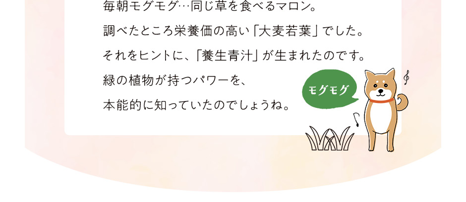 毎朝モグモグ…同じ草を食べるマロン。調べたところ栄養価の高い「大麦若葉」でした。それをヒントに、「養生青汁」が生まれたのです。緑の植物が持つパワーを、本能的に知っていたのでしょうね。