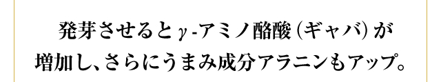 発芽させるとγ-アミノ酪酸（ギャバ）が増加し、さらにうまみ成分アラニンもアップ。