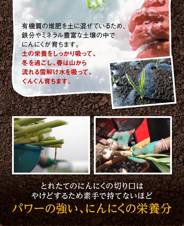 有機質の堆肥を土に混ぜているため、鉄分やミネラル豊富な土壌の中でにんにくが育ちます。土の栄養をしっかり吸って、冬を過ごし、春は山から流れる雪解け水を吸って、ぐんぐん育ちます。とれたてのにんにくを切るとやけどするため素手で持てないほどパワーの強い、にんにくの栄養分