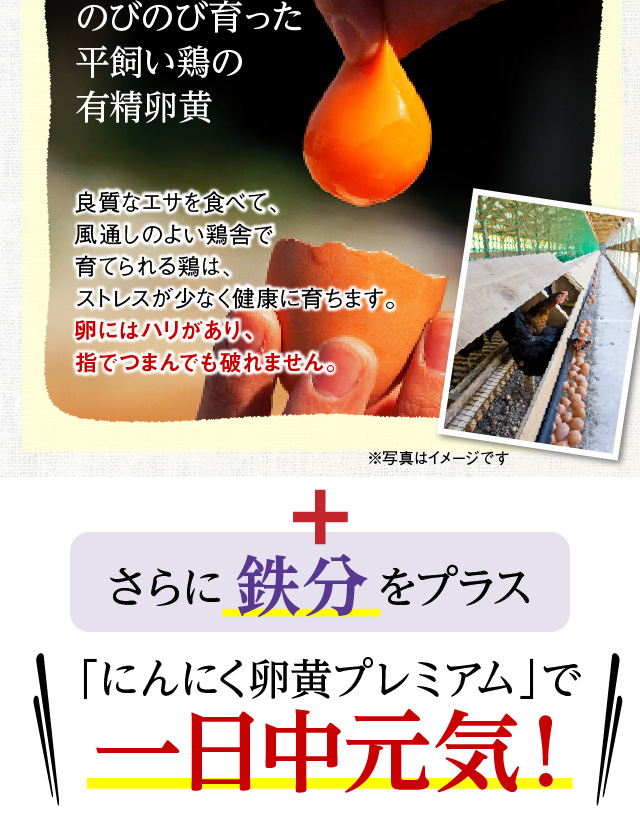 のびのび育った平飼い鶏の有精卵黄良質なエサを食べて、風通しのよい鶏舎で育てられる鶏は、ストレスが少なく健康に育ちます。卵にはハリがあり、指でつまんでも破れません。さらに鉄分をプラス「にんにく卵黄プレミアム」で一日中元気！