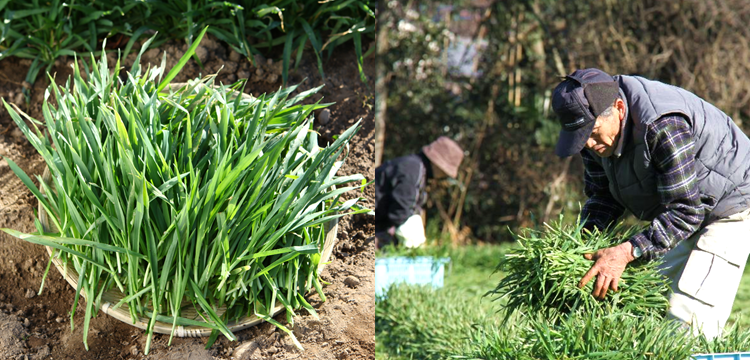 六条大麦若葉の栄養で、現代人の野菜不足をサポート