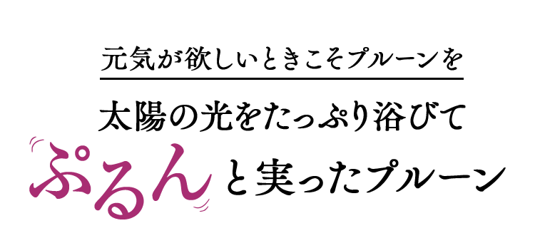 元気が欲しいときこそプルーンを太陽の光をたっぷり浴びてぷるんと実ったプルーン