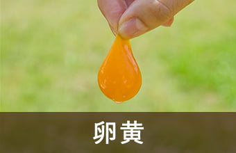 卵黄