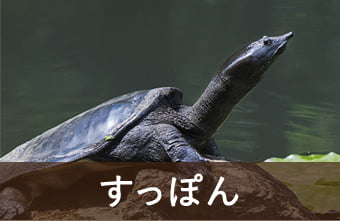 すっぽん