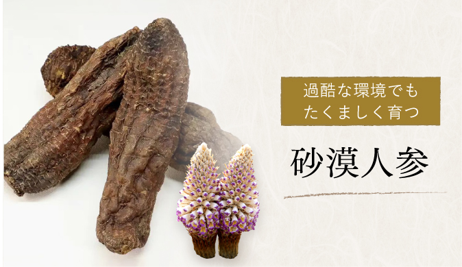 過酷な環境でもたくましく育つ 砂漠人参