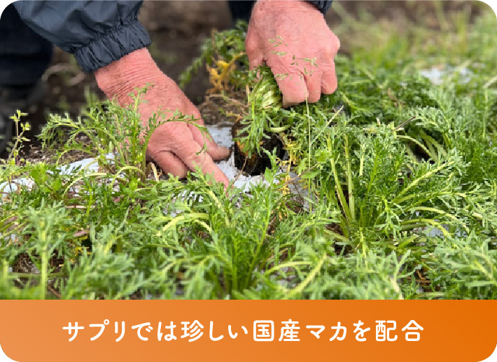 サプリでは珍しい国産マカを配合